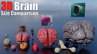 Animal Dinosaur and Sea Monster Brains 3D Size and Weight Comparison [upl. by Ramah]