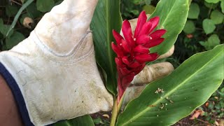 Growing RED GINGER  ALPINIA PURPURATA first flower and THANK YOU [upl. by Marlette]