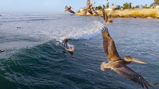 Rippin Rosie the surfing dog dropping in on some waves in Santa Cruz Ca  4K [upl. by Christoforo]