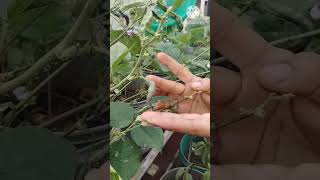 Home made pestiside for aphids youtubeshorts shorts organicfarming [upl. by Eidassac]