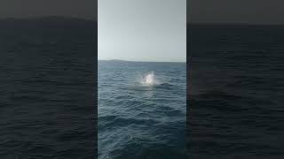 DELFINES en Puerto Vallarte shorts mexico travel asmr animals dolphin [upl. by Musetta]