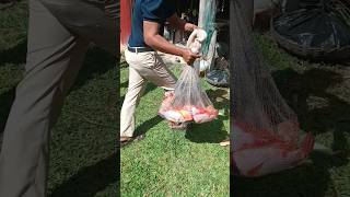 Oreochromis niloticus cast net tilapia harvesting shorts shortvideo youtubeshorts fishing [upl. by Ahsinrev]