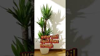 How to care for Yucca cane shorts viral yucca [upl. by Lewse]