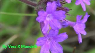 VERBENA   PURPLETOP VERVAIN [upl. by Mcleod890]