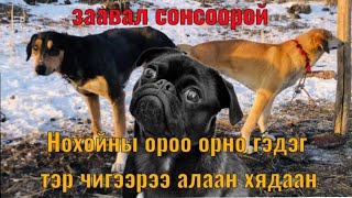 Нохойны ороо баваа шавааны түүх Гоё түүхүүд цувралаас Goe tuuhuud mongol heleer kino Barimtat kino [upl. by Alarick]