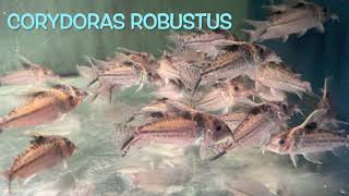 Corydoras robustus [upl. by Filip]