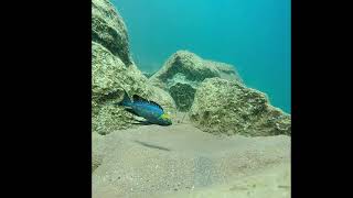 Featherfin cichlid Cyathopharynx furcifer protecting nest in Lake Tanganyika [upl. by Nesyaj575]