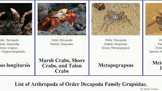 List of Arthropoda of Order Decapoda Family Grapsidae pachygrapsus geograpsus crab gracilis Crabs [upl. by Bobine435]