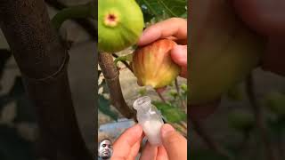 fruit fig satisfying figtree birds nature learning plants fruitsfarm tropicalfruit food [upl. by Bbor890]