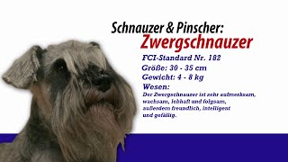 Meister Petz TV  Zwergschnauzer [upl. by Pembrook]