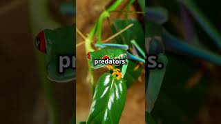 Fascinating Facts About Red Eyed Tree Frogs redeyedtreefrog frogs amphibian animalkingdom [upl. by Timmi]