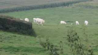 Charolais Cow  Charolaise vache NielleslèsBléquin France [upl. by Clarette]