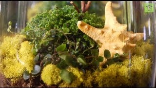 How to Make Your First Terrarium The Basics [upl. by Eryn]