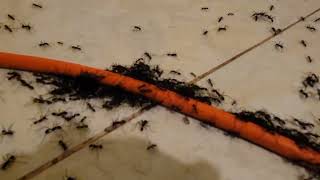 Ants invade our house 2024 [upl. by Ainalem673]