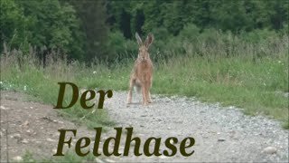 Der Feldhase [upl. by Lirpa]