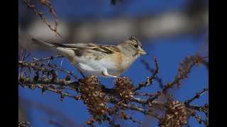 カラマツの実をついばむアトリ（Brambling） [upl. by Erodeht]