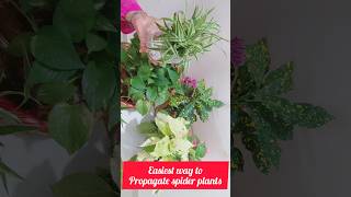 How to Propagate spider plants ☘️ Quick Method shorts [upl. by Cull942]