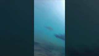 Lighting strike while scuba diving 😱 [upl. by Ynohtnael]