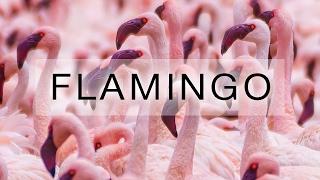 Flamingo Kenia Lake Bogoria [upl. by Stimson]