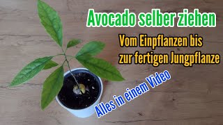 Avocado einpflanzen Entwicklung vom Kern zur Jungpflanze Avocadobaum ziehen [upl. by Alyag]