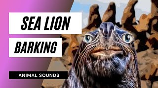 Sea Lion Barking  Sound Effect  Animation [upl. by Buddie]