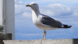 Le Goéland est un oiseau de mer [upl. by Ahsyek]