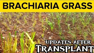 Brachiaria Grass  Mulato Grass Updates After Transplant [upl. by Swihart768]