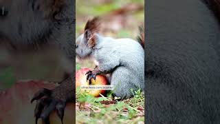 Squirrel Food Challenge What Do Squirrels Really Love squirrel shorts shortvideo animals [upl. by Hillhouse]