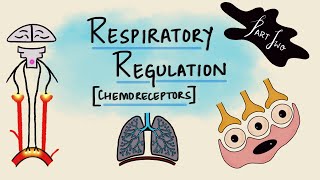 Respiratory Regulation  Part 2  Chemoreceptors  Chemical Regulation  Respiratory Physiology [upl. by Bethina288]