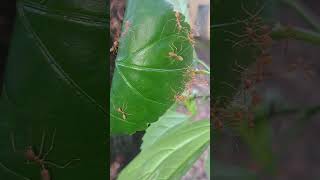 Weaver Ants l Weaver Ant Nest [upl. by Rubia]