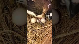 Gouldian Finch Chick Hatching Adorable First Moments birds birdslover nature finch cute [upl. by Anivla]