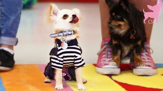 Cute Chihuahua Dogs Happy Dancing [upl. by Yrellav854]