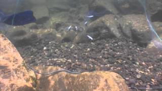 Following The Fish in the Near Shore Waters of Lake Tanganyika [upl. by Anoniw]