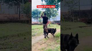 Techniques of Indian military dog training 🇮🇳 youtubeshorts shortvideo viralvideo dog k9 [upl. by Ahsied118]