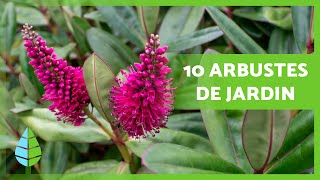 10 ARBUSTES DE JARDIN 🌿🌺 Faciles à Entretenir [upl. by Lemart]