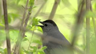 2016 Gray Catbird Calling in New Jersey [upl. by Phalan542]