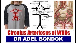 Circle of Willis Circulus Arteriosus Dr Adel Bondok [upl. by Annaj]