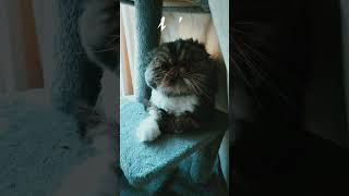 DANGEROUS perserkatze funny cat katze kitten lustig pets [upl. by Shirley]