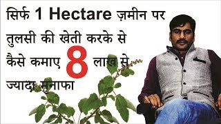 तुलसी की खेती से कैसे कमाए 8 लाख वर्ष How to do Basil cultivation and earn 8 lac year Hindi [upl. by Cibis411]