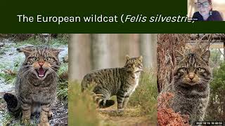 Saving Scotlands Wildcats [upl. by Verge]