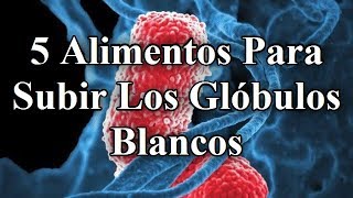 TOP 5  Alimentos Para Subir Los Glóbulos Blancos 👍 [upl. by Akeihsat]