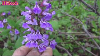 ⟹ Common sage flowers  Salvia officinalis  Growing sage in the garden [upl. by Annasus]