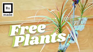 Air Layering a Dracena dragon palm Easy propagation for free house plants [upl. by Anahsar]