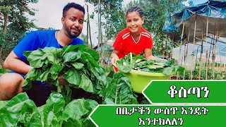 ቆስጣን በቤታችን ውስጥ እንዴት ማፍራት እእንችላለን በጣም ቀላል ሞክሩት [upl. by Neit]