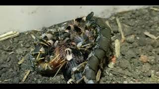 Acanthoscurria Geniculata VS Scolopendra Hainanum [upl. by Karim]