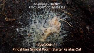 Cara membuat Grindal Worm Malaysia [upl. by Rempe]