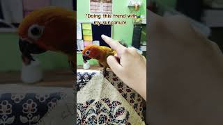 Doing tap trend with my sunconure  sunconure  conure  cockatiel singing  cockatiel shorts [upl. by Teyugn]