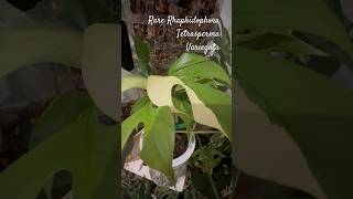 Rhaphidophora Tetrasperma variegata  rare variegated aroid plant rareplants aroids plantlover [upl. by Nwadrebma314]