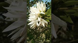 Kundo flower in my Roof Garden ❤️ roofgardening flowers trending ytshorts [upl. by Saunderson680]