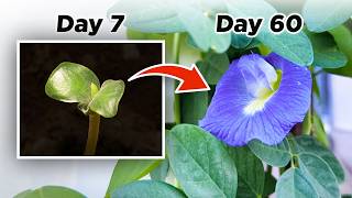 Growing Butterfly Pea from Seed to Tea  Timelapse  Aparajita  Asian Pigeonwings  Blue Ternate [upl. by Arlen908]